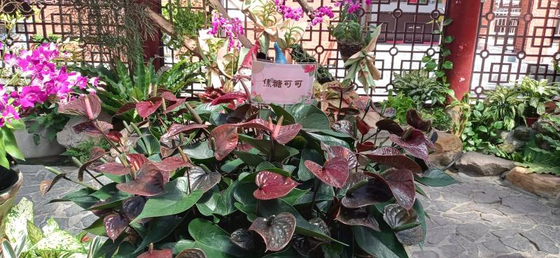 十二星座花語-1