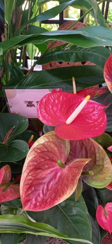 十二星座花語-2