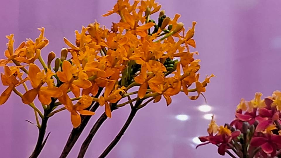 買鮮花吧+pual