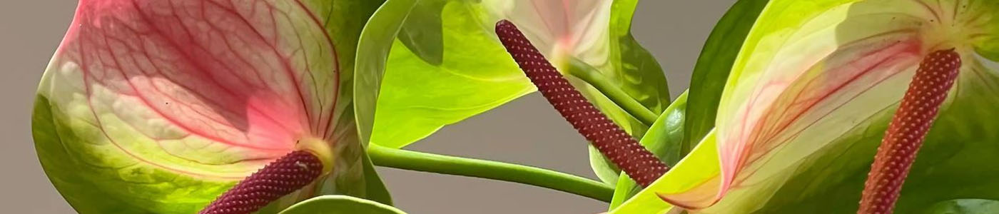 火鶴花花材介紹－花語與花藝應用