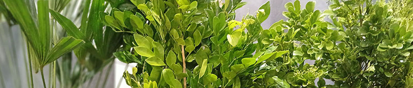 切葉類花材介紹－花語與花藝應用