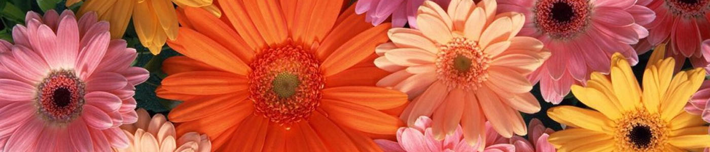 非洲菊花材介紹－花語與花藝應用