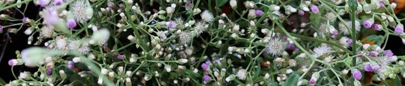 重量計花卉花材介紹－花語與花藝應用