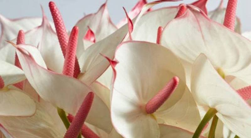 火鶴花 戀愛 (圖片1)