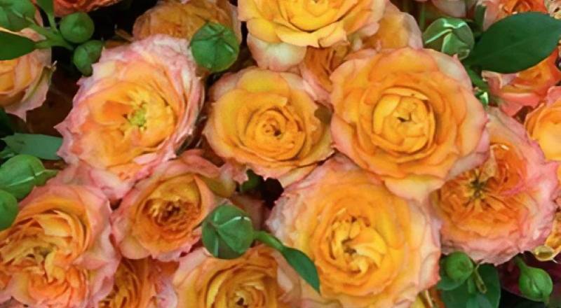 玫瑰 迷你雙色 (圖片1)