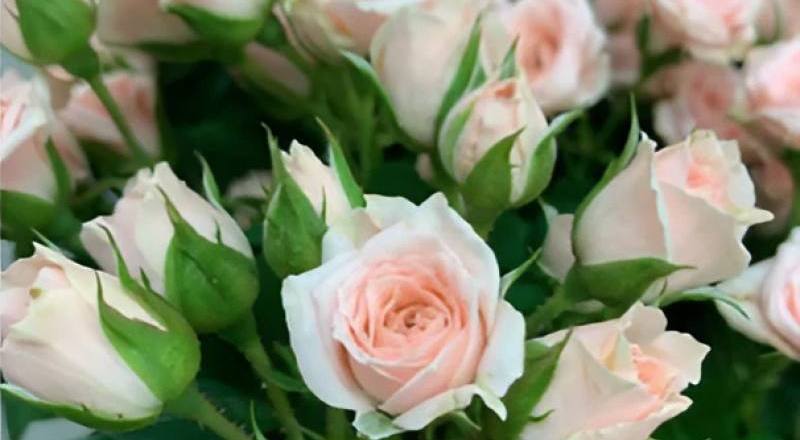 玫瑰 迷你粉 (圖片1)