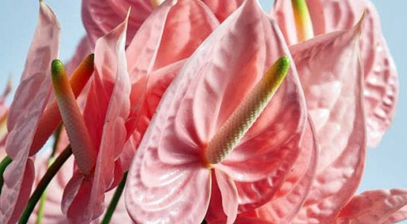 火鶴花 花仙子 (圖片1)