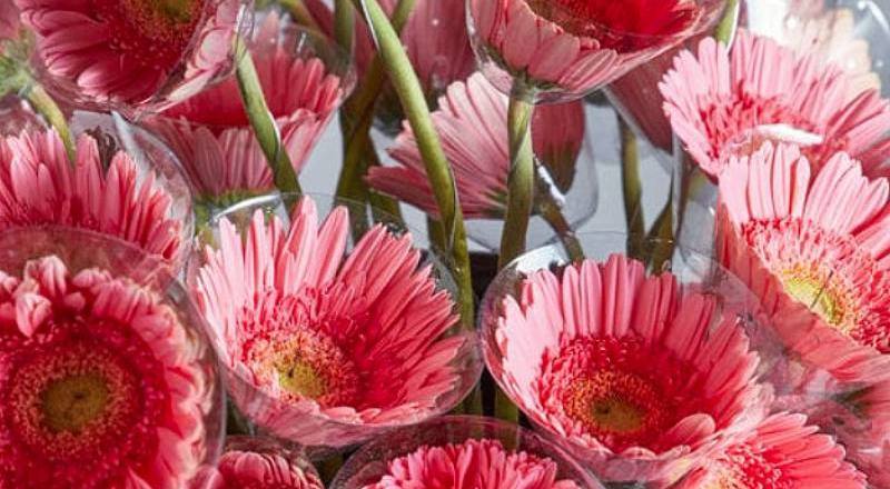 非洲菊 伊斯瑪拉 (圖片1)