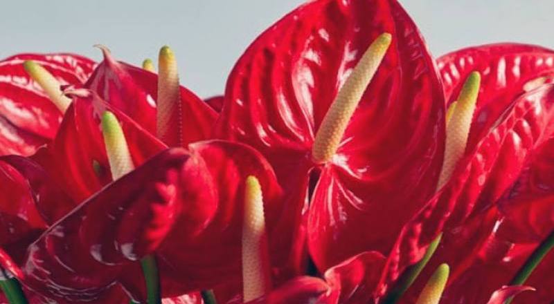 火鶴花 丘比特 (圖片1)