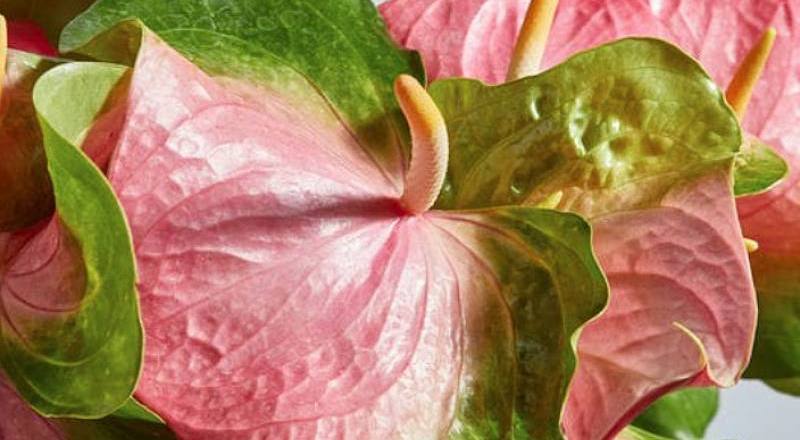 火鶴花 百香粉 (圖片1)