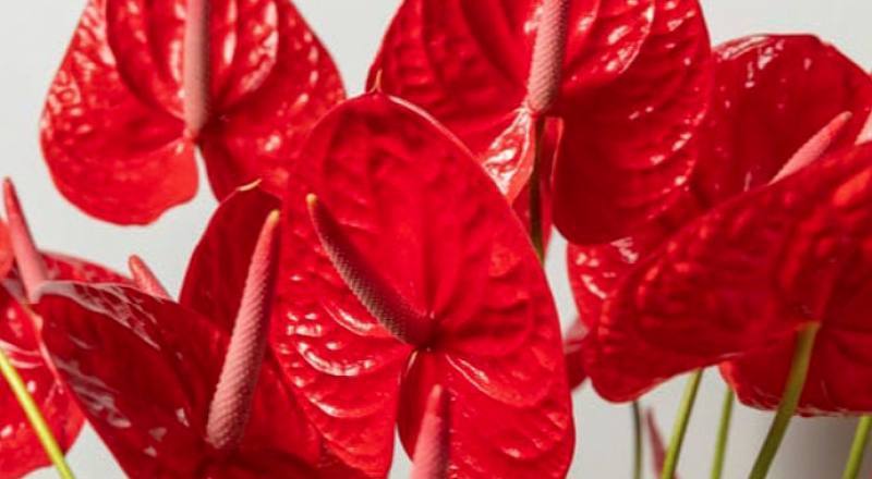 火鶴花 紅紅心 (圖片1)