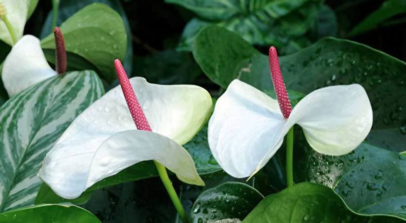 火鶴花 白色 (圖片1)