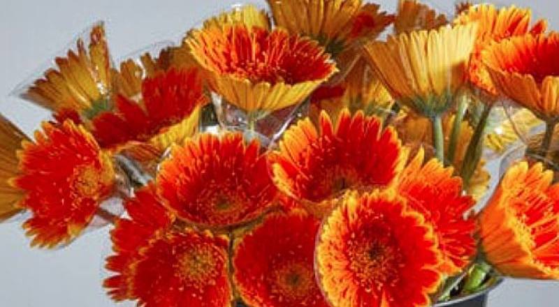 非洲菊 太陽神 (圖片1)