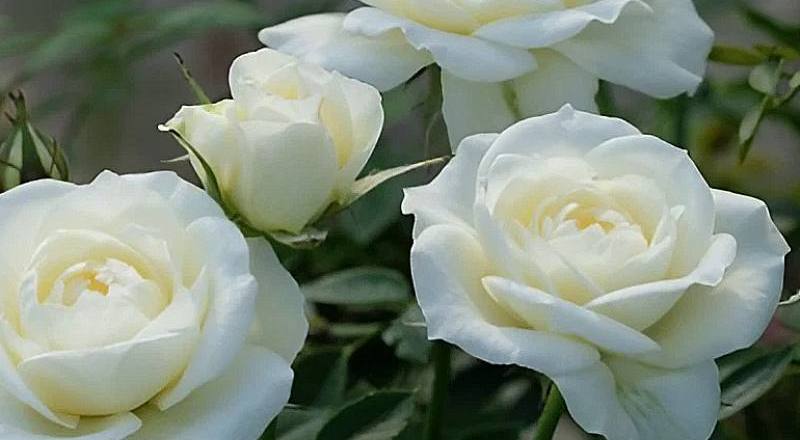 玫瑰 迷你白 (圖片1)