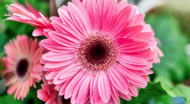 非洲菊 粉紅魅力 (圖片1)