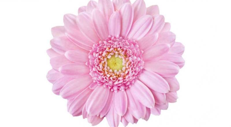 非洲菊 粉 (圖片1)