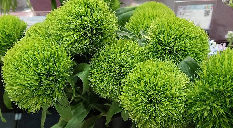 繡球撫子 綠石竹 (圖片3)