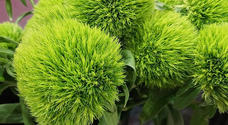 繡球撫子 綠石竹 (圖片2)