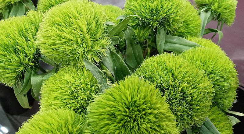 繡球撫子 綠石竹 (圖片4)