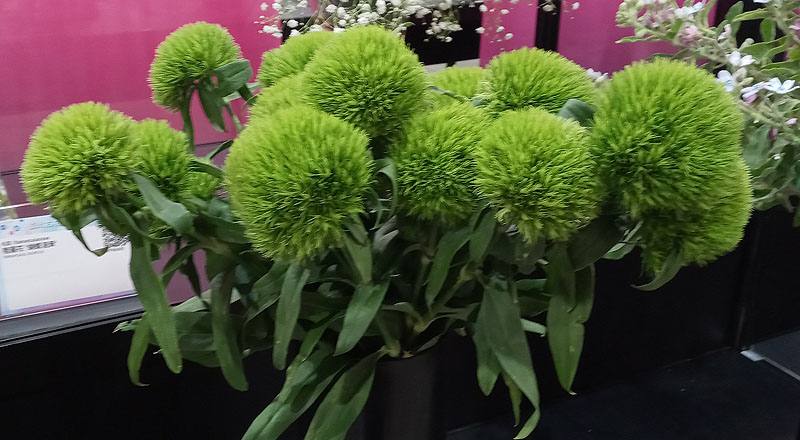 繡球撫子 綠石竹 (圖片1)