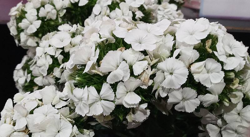 美女撫子 白 (圖片3)