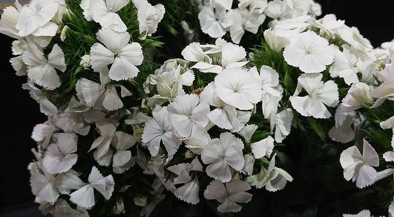 美女撫子 白 (圖片2)