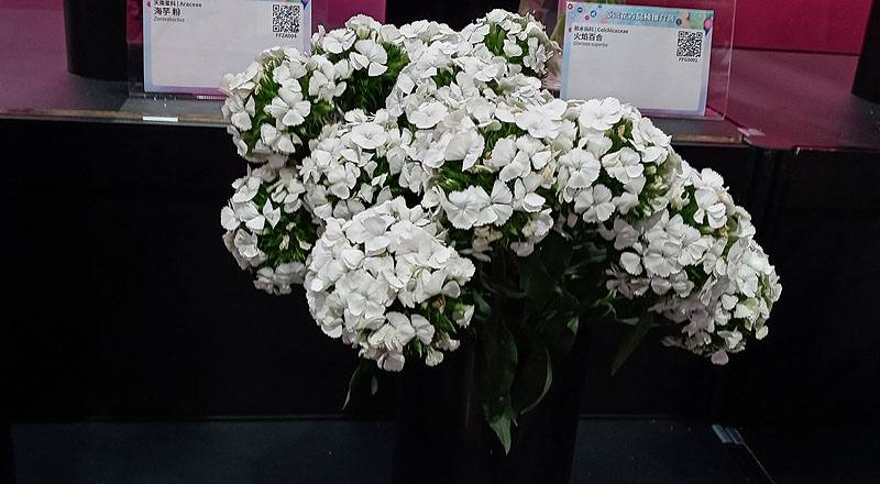 美女撫子 白 (圖片1)