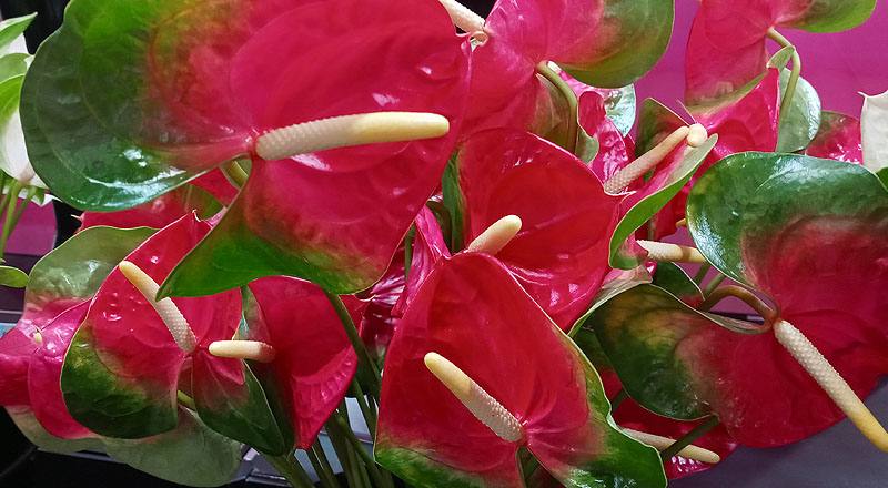 火鶴花 千里達 (圖片3)