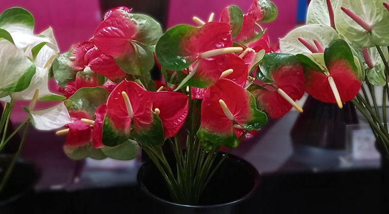 火鶴花 千里達 (圖片1)