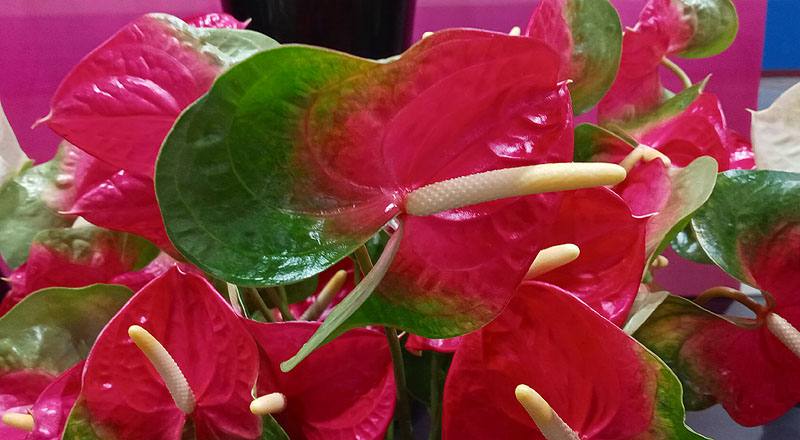 火鶴花 千里達 (圖片5)