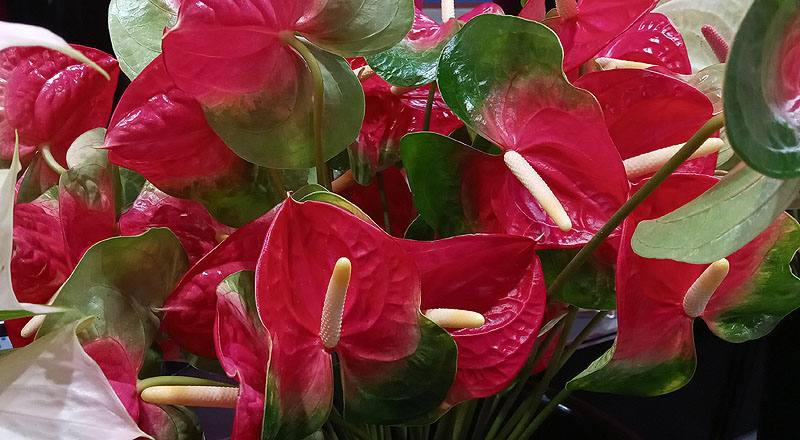 火鶴花 千里達 (圖片4)