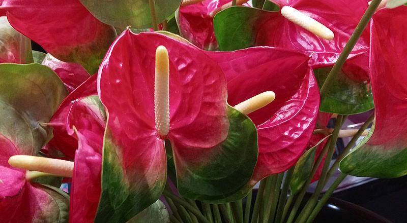 火鶴花 千里達 (圖片7)