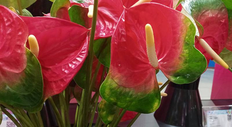 火鶴花 千里達 (圖片6)