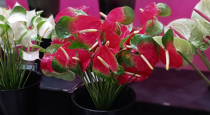 火鶴花 千里達 (圖片2)