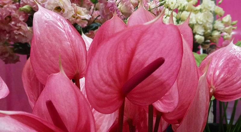 火鶴花 月光 (圖片5)