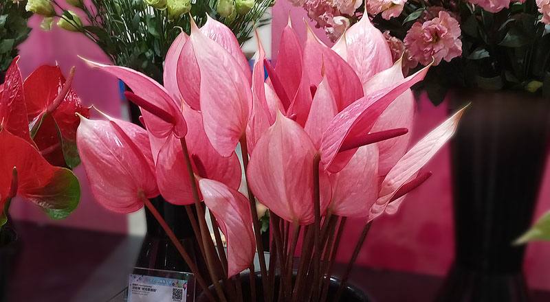 火鶴花 月光 (圖片2)