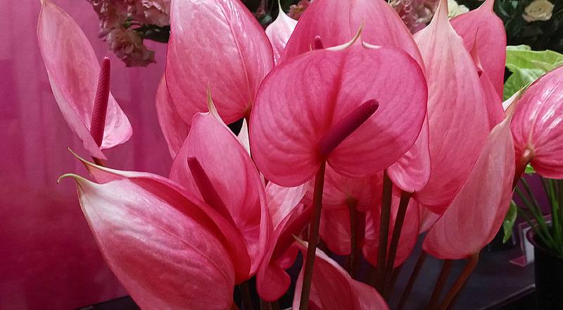 火鶴花 月光 (圖片3)