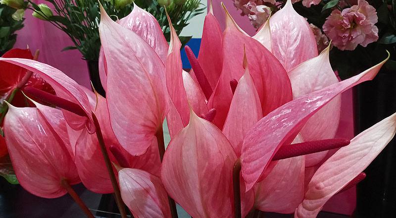 火鶴花 月光 (圖片4)