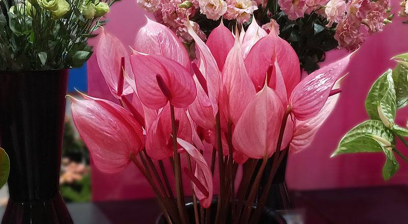 火鶴花 月光 (圖片1)