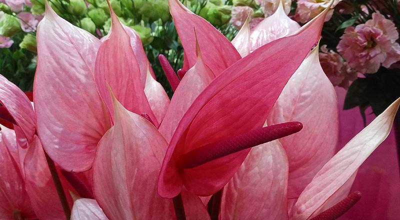 火鶴花 月光 (圖片6)