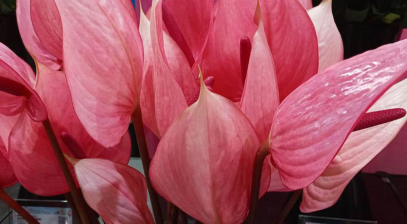 火鶴花 月光 (圖片7)