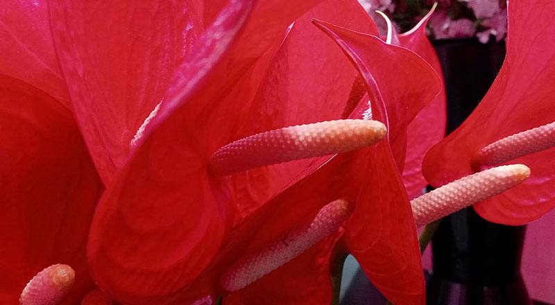 火鶴花 紅鈴 (圖片8)