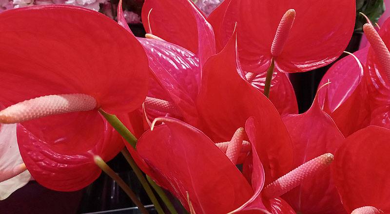 火鶴花 紅鈴 (圖片4)
