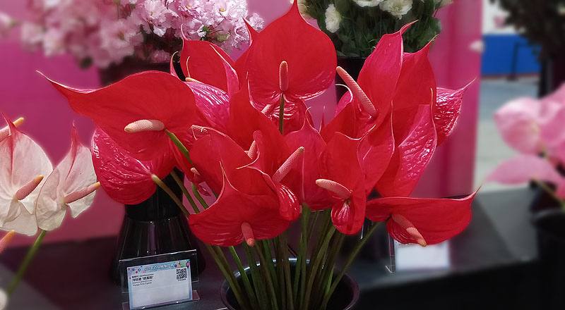火鶴花 紅鈴 (圖片1)