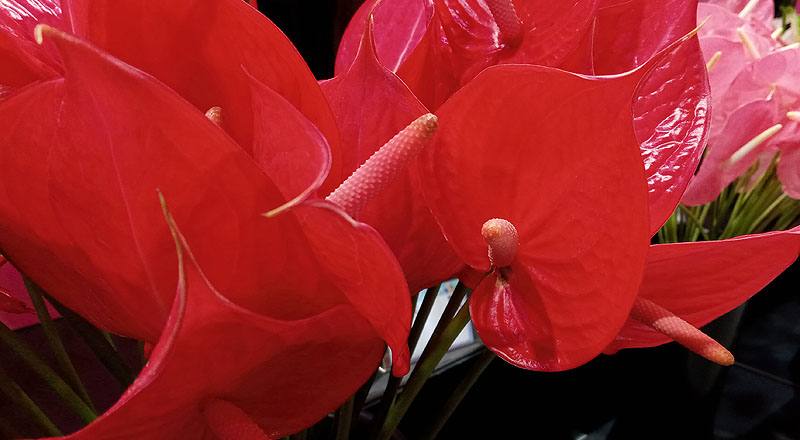 火鶴花 紅鈴 (圖片5)