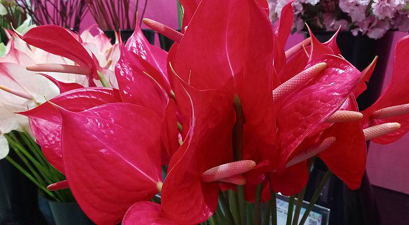 火鶴花 紅鈴 (圖片3)