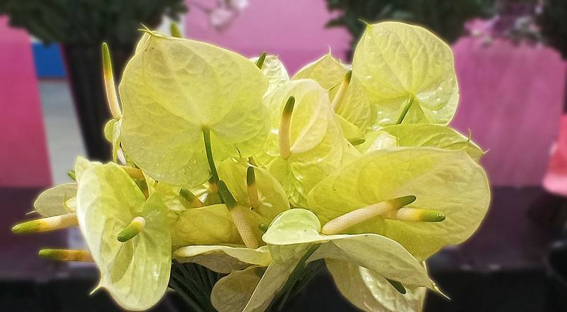 火鶴花 黃瑪莉 (圖片2)