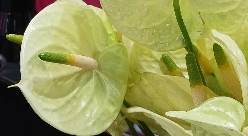 火鶴花 黃瑪莉 (圖片4)