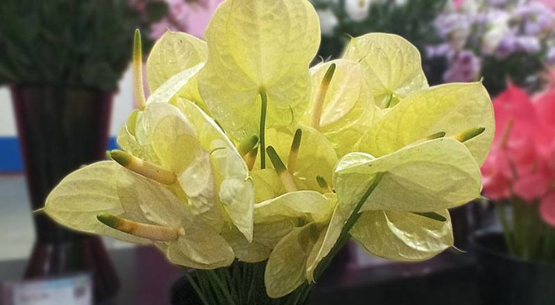 火鶴花 黃瑪莉 (圖片1)