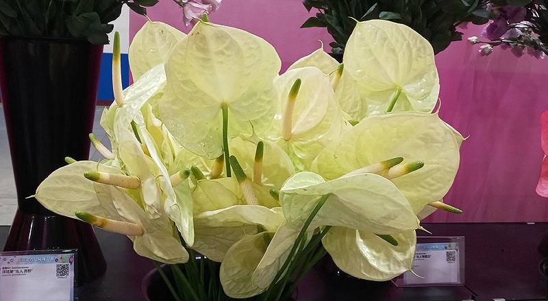 火鶴花 黃瑪莉 (圖片3)